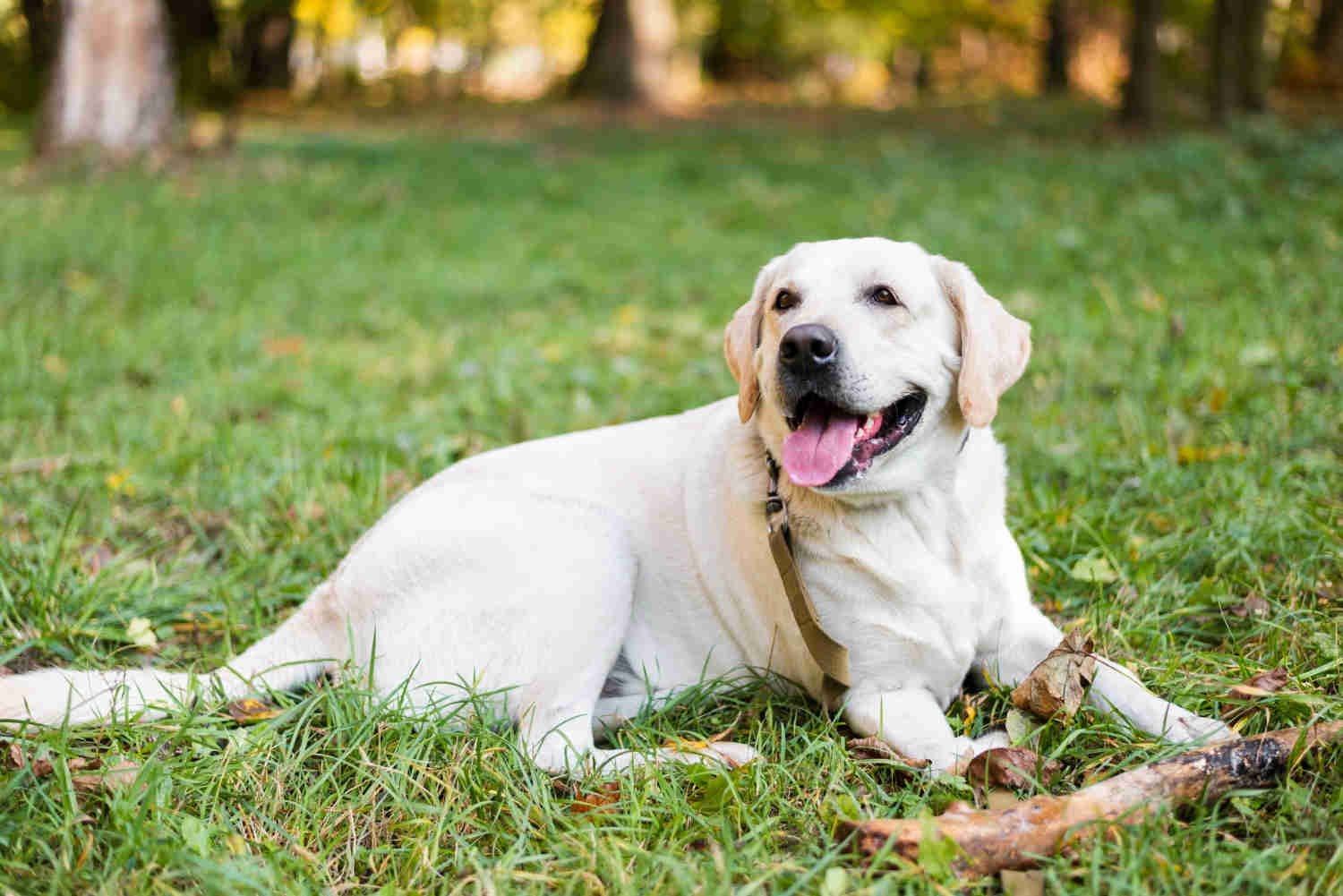 Labrador Retriever Skin Care: A Guide to Treating Hot Spots and Skin Irritations